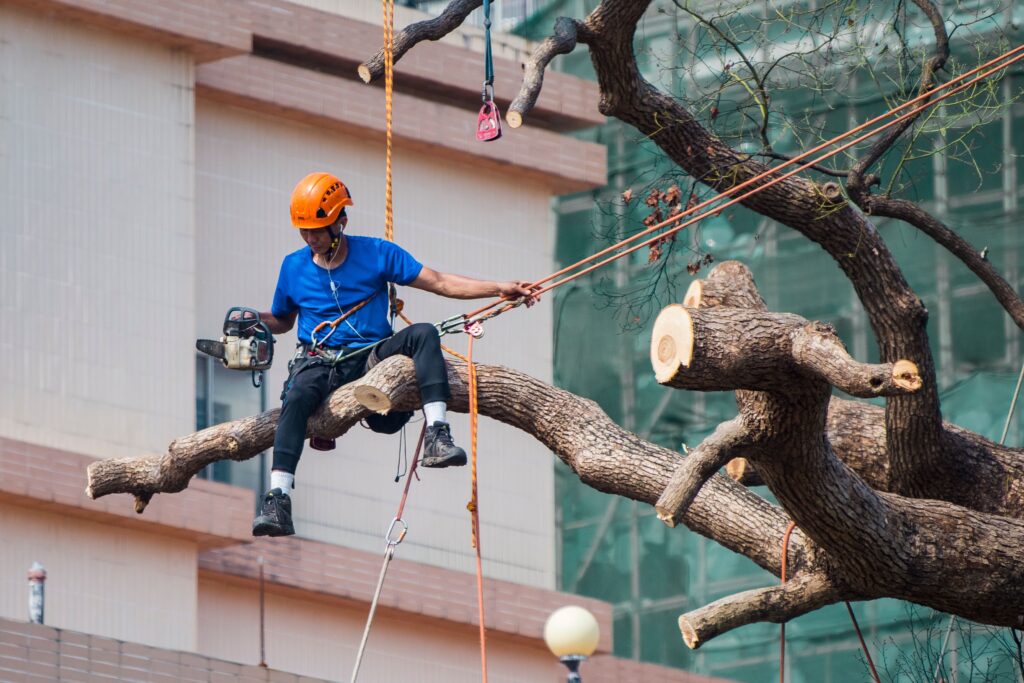 tree surgery planning permission