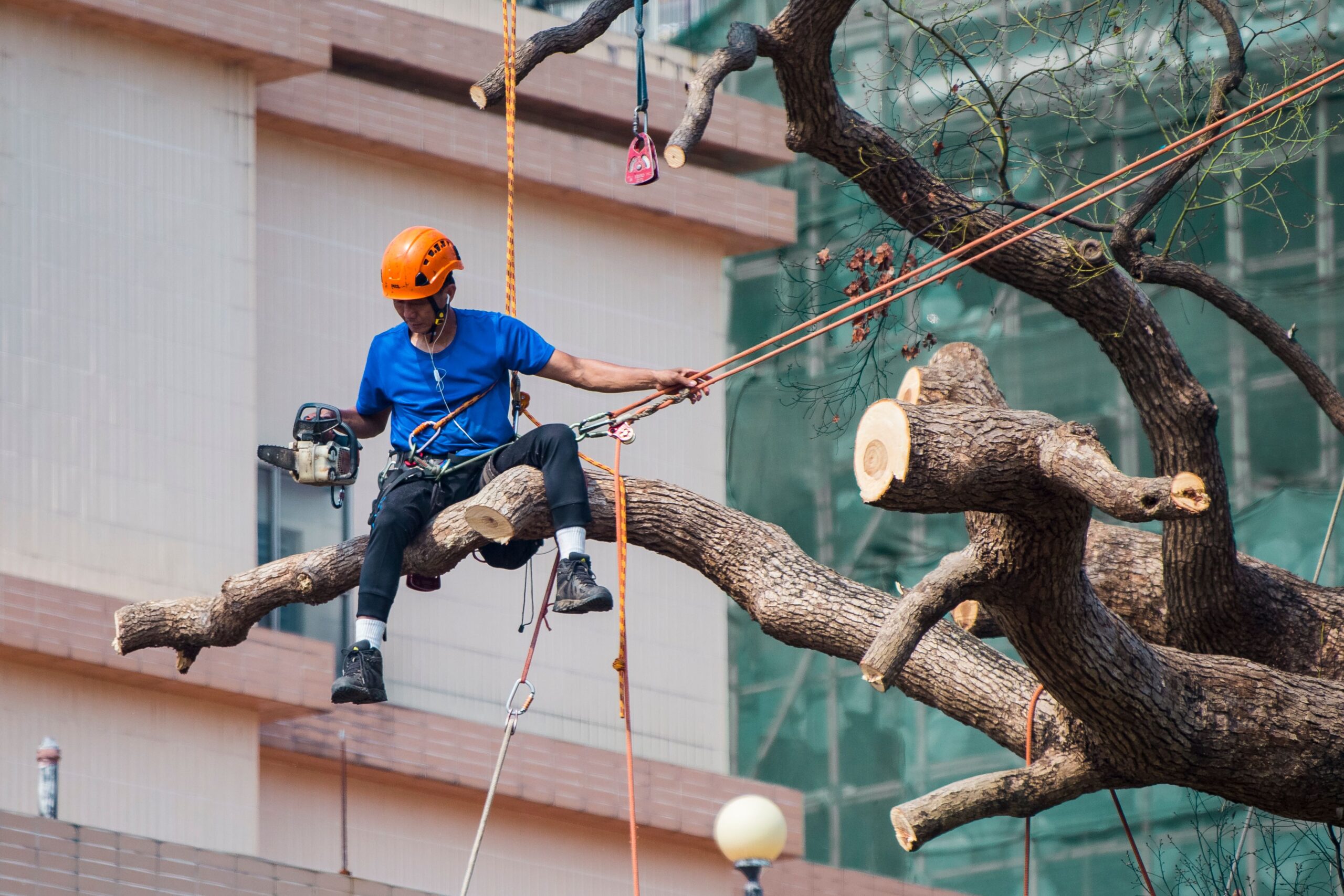 tree surgery planning permission